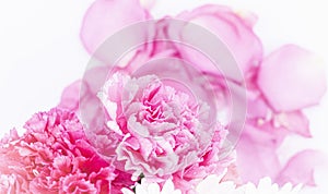 Pink carnations flower for Mother`s day