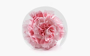 Pink carnations flower for Mother`s day