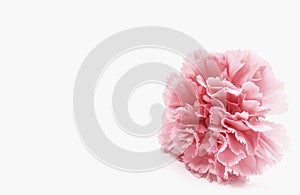 Pink carnations flower for Mother`s day