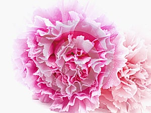 Pink carnations flower for Mother`s day