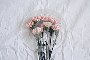 Pink Carnations on white background
