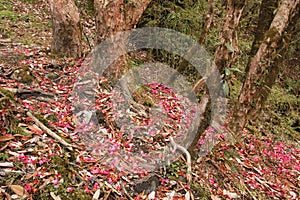 Pink carpet of fallen Laligurans blooms