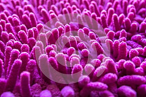 Pink carpet softness texture of doormat, select focus close-up image