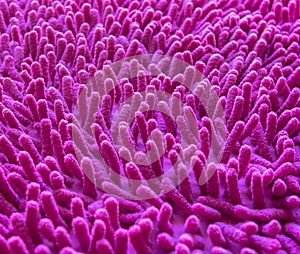 Pink carpet softness texture of doormat, select focus close-up image