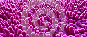 Pink carpet softness texture of doormat, select focus close-up image