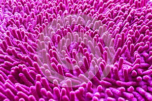 Pink carpet softness texture of doormat, select focus close-up image