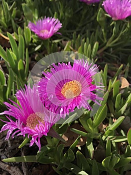 Pink carpobrotus succulent flower