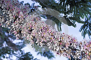 Pink cassia in bloom.