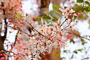 Pink cassia,pink shower