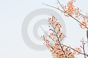 Pink cassia,pink shower tree and white sky