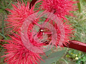 Pink Castor Bean Plant Close-Up