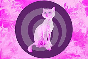 Pink cat. Retro wave synth vaporwave portrait of a funny cat. Contemporary art collage.