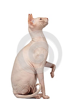 Pink Cat Sphynx Sits and Raising Up Paw Isolated on White