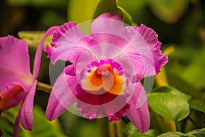 Pink Catleya Orchid blooming