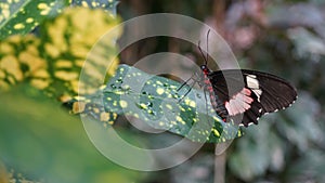 Pink Cattleheart Butterfly Transandean Cattleheart Butterfly