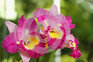 Pink Cattleya Orchid,