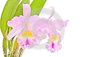 Pink cattleya orchid