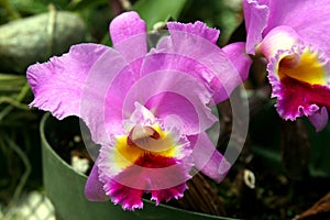 Pink cattleya orchid