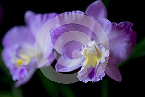 Pink Cattleya Orchid