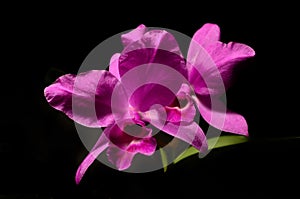 Pink cattleya orchid on black background