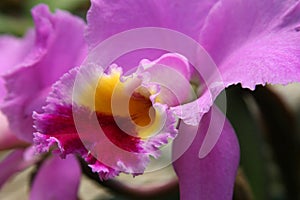 Pink cattleya orchid closeup