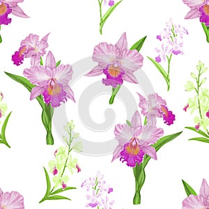 Pink Cattleya orchid flower blossom seamless pattern on white background, illustration