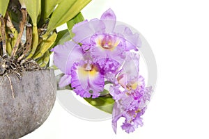 Pink cattleya orchid isolated on white