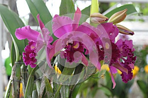 Pink cattleya orchids