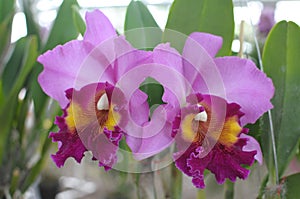 Pink cattleya orchids