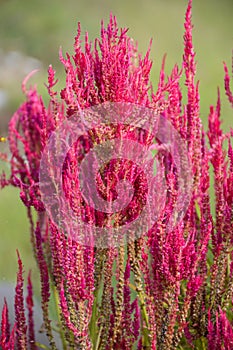 Pink celosia argentea flower in nature garden