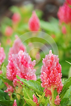 Pink Celosia Plumosa in potted, Pot plants in greenhouse