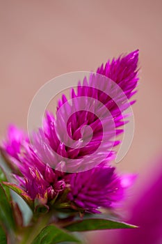 Pink celosia venezuela flower