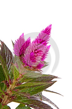 Pink Celosia Venezuela plant