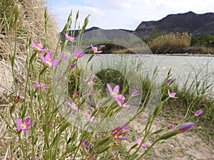 Pink Centaury Flowers on the Bank of the Rio Grande River