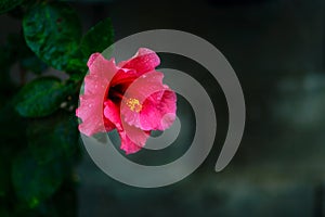 Pink Chaba flower on a dark green background photo