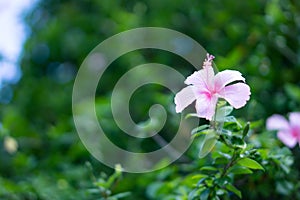 Pink Chaba or Hibiscus flower photo