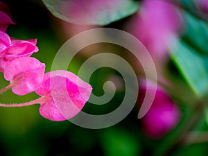 Pink Chain of Love Flowers Hanging