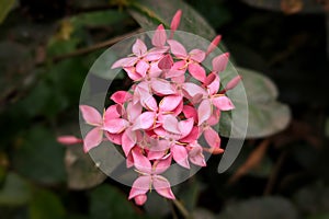 Pink Chaines Ixora Flower A Vibrant Tropical Bloom for Your Garden