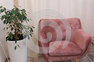 pink chair and flowerpot against a background of beige curtains interior relaxation rest in the hall for quiet