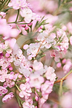 Pink chamelaucium close up. Wax flower on gray background, copy space. The work of the florist at a flower shop. Fresh