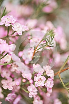 Pink chamelaucium close up. Wax flower on gray background, copy space. The work of the florist at a flower shop. Fresh