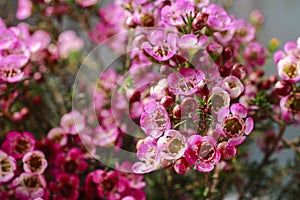 Pink chamelaucium wax flower