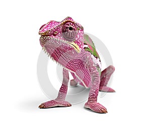 Pink Chameleon Isolated on a White Background