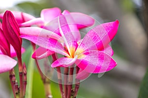 Pink Champa flower