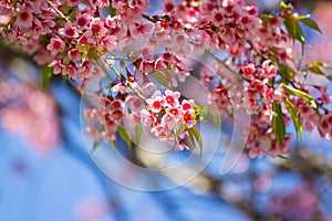 Pink cherry blossom