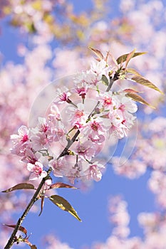 Pink cherry blossom