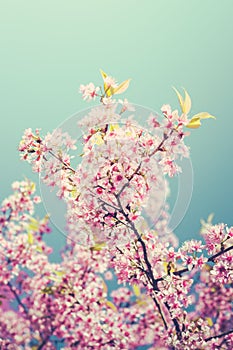 Pink cherry blossom