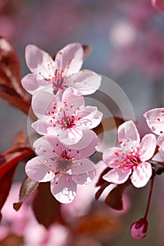 Pink cherry blossom