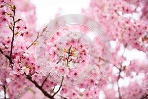 Pink Cherry blossom