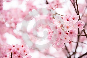 Pink Cherry blossom
